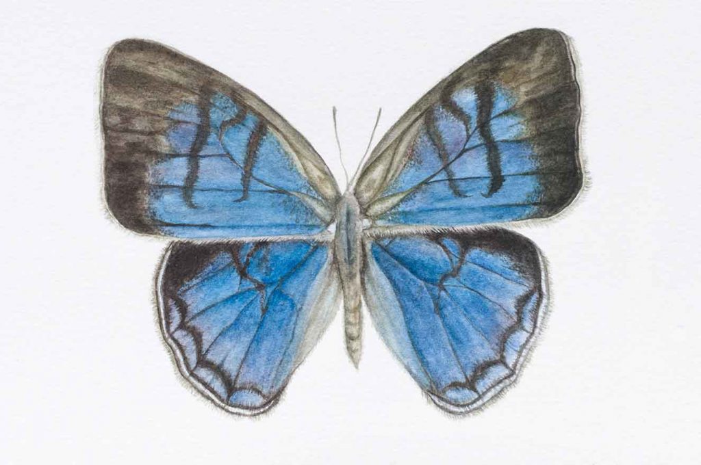 Cepheuptychia sp. Nov. (Apaporis). Acuarela sobre papel, 42 x 30 cm. Colección Colombia Bio. 2018.